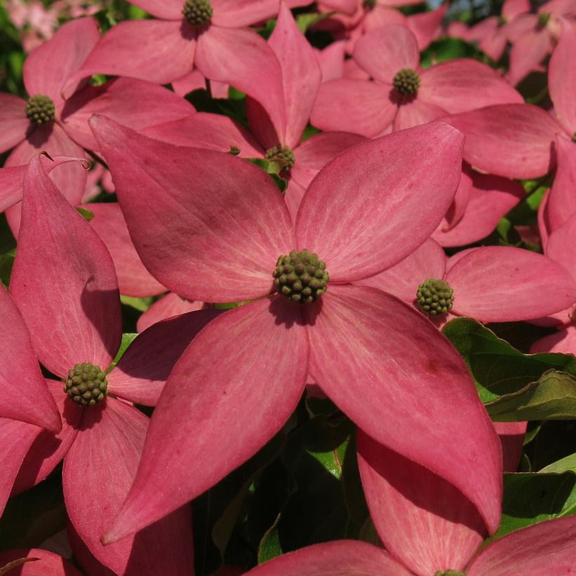 Cornus kousa Scarlet Fire®