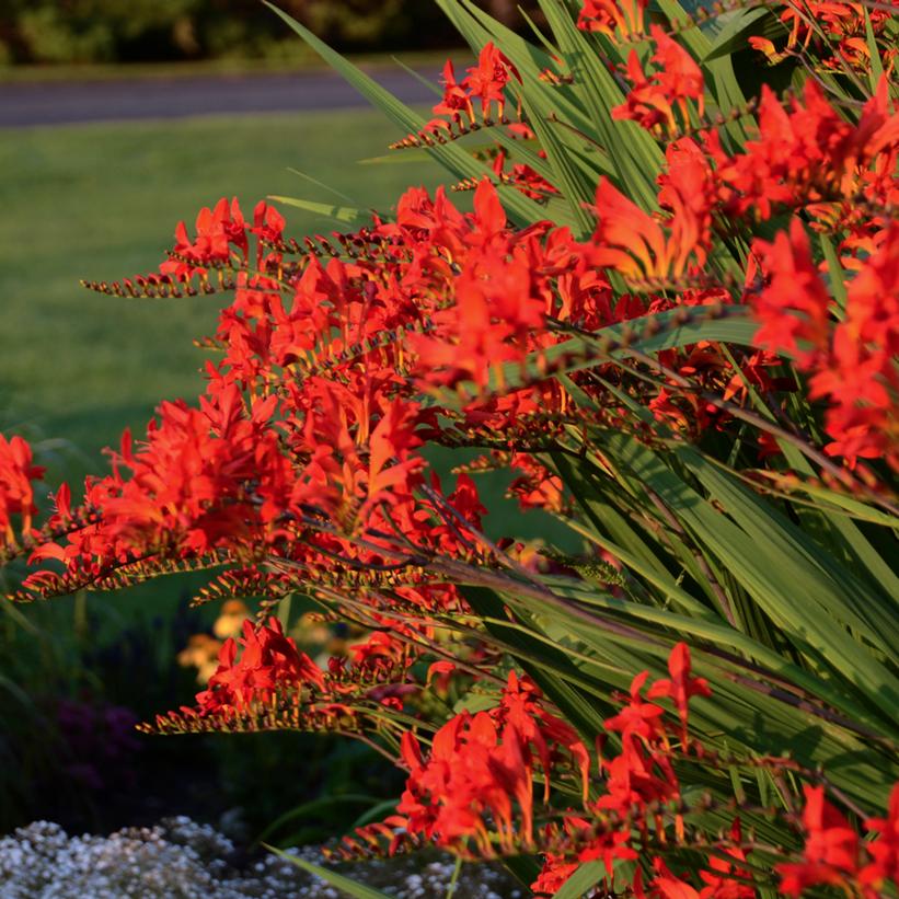 Crocosmia mas. Lucifer