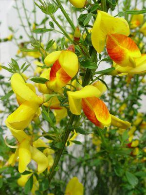 Cytisus Madame Butterfly