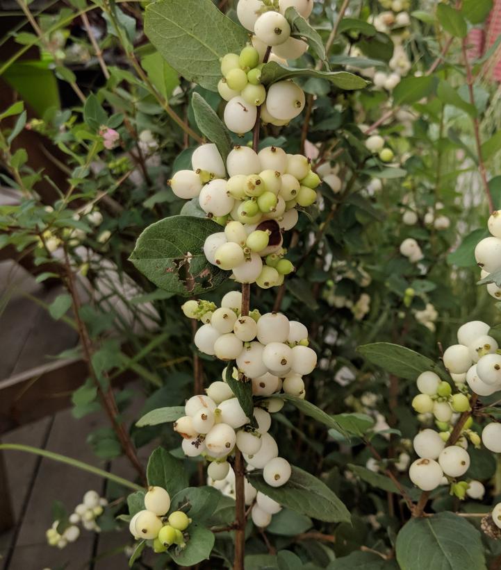 Symphoricarpos doornsbosii Magical® Avalanche