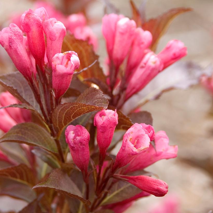 Weigela florida Shining Sensation™