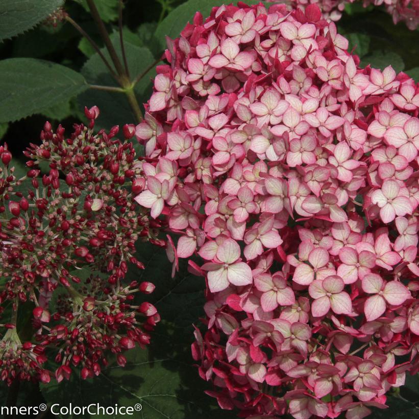 Hydrangea arborescens Invincibelle® Invincibelle® Ruby