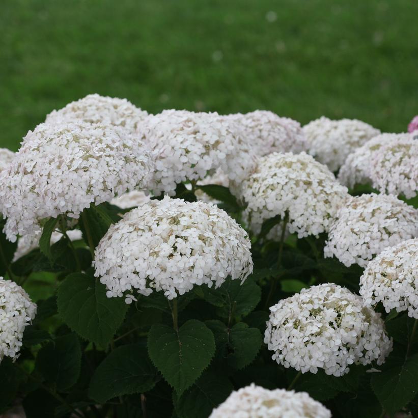 Hydrangea arborescens Invincibelle® Invincibelle Wee White®