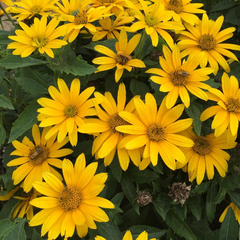 Heliopsis hybrid Tuscan Gold™