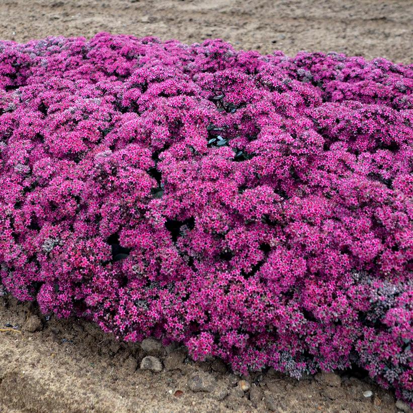 Sedum hybrid Rock 'N Grow® Superstar