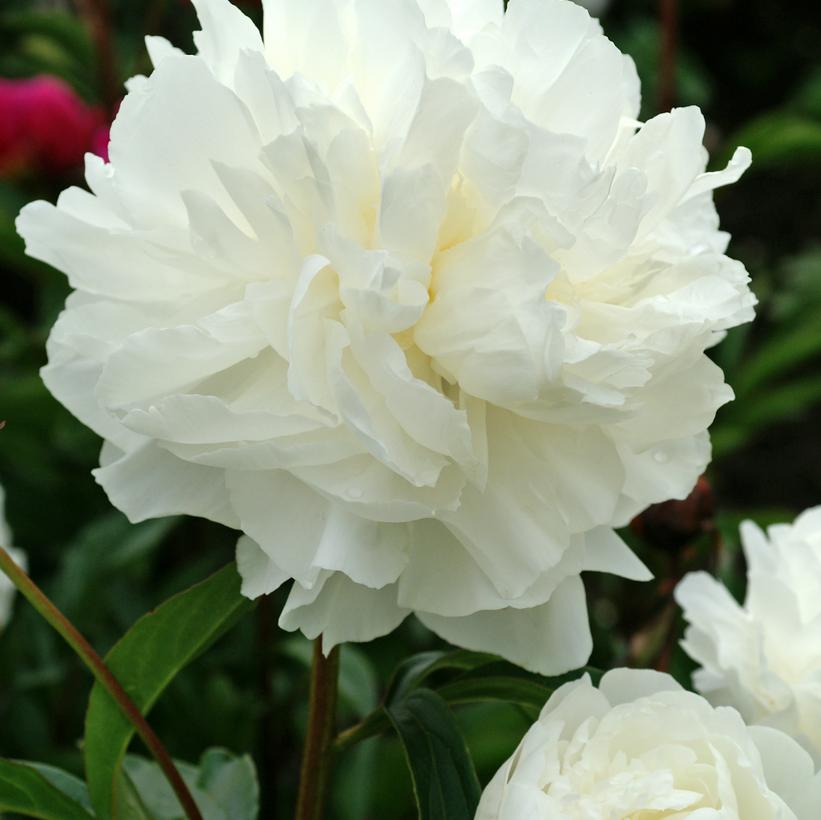 Paeonia lactifolia Shirley Temple