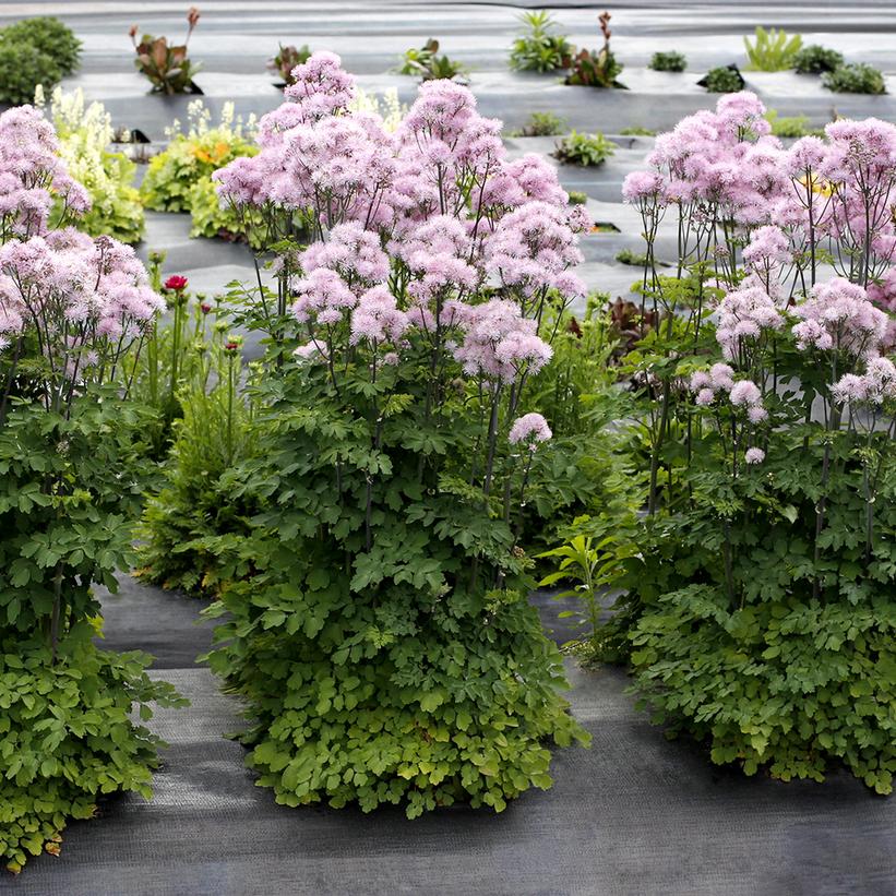 Thalictrum Nimbus™ Pink