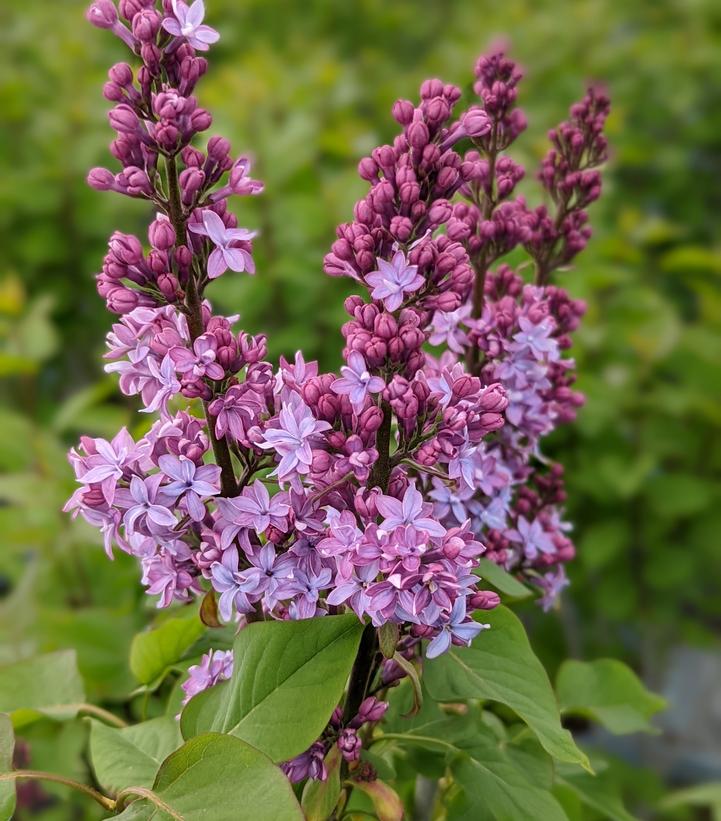 Syringa Virtual Violet®