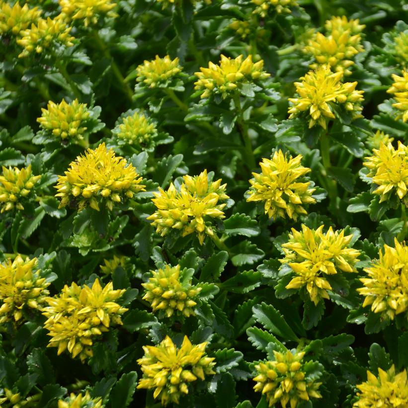 Sedum 'Little Miss Sunshine'