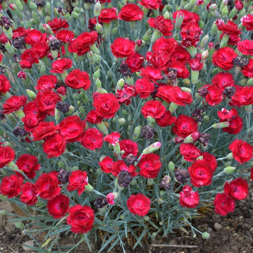 DIanthus x PRETTY POPPERS® 'Electric Red'