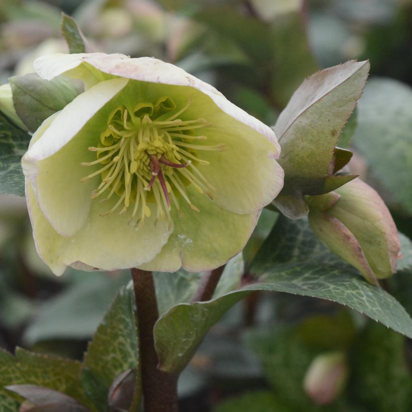 Helleborus Frostkiss® Molly's White