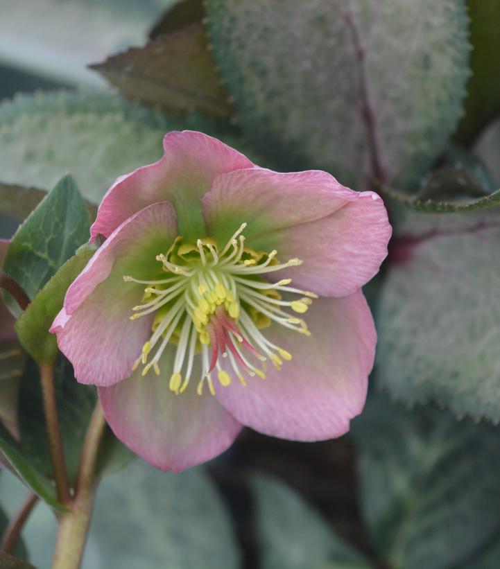 Helleborus Frostkiss® Dorothy's Dawn™