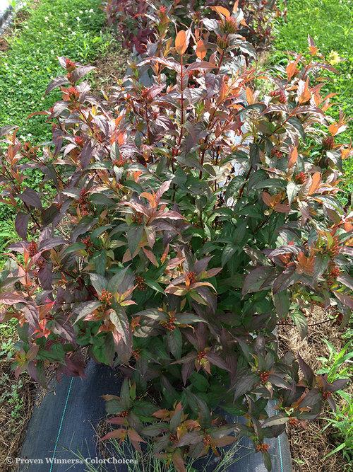 Diervilla x Kodiak® Red