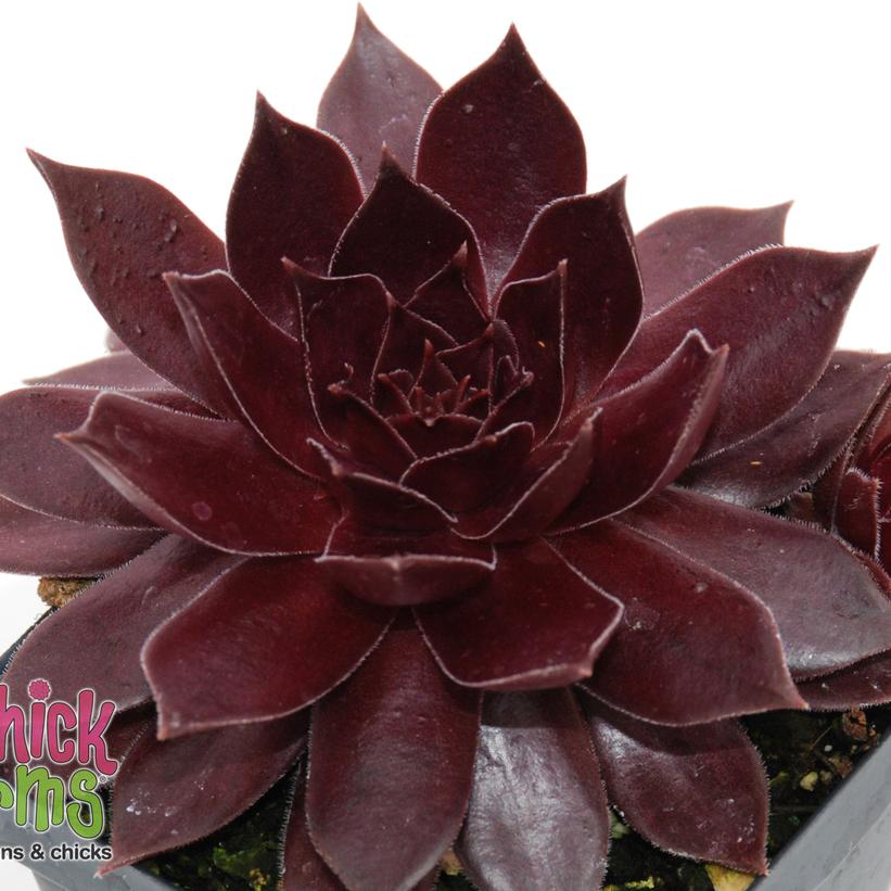 Sempervivum Chick Charms® Chocolate Kiss™