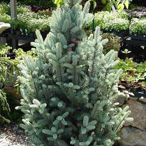 Picea pungens 'Fastigiata'