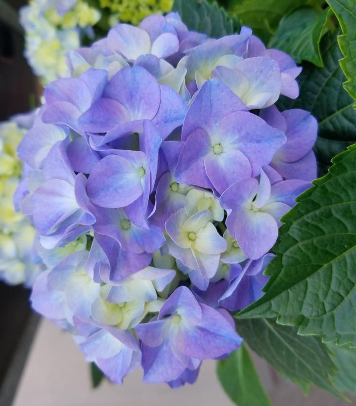 Hydrangea mac. 'Early Blue'