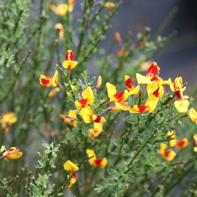 Cytisus scoparius Sister Disco®