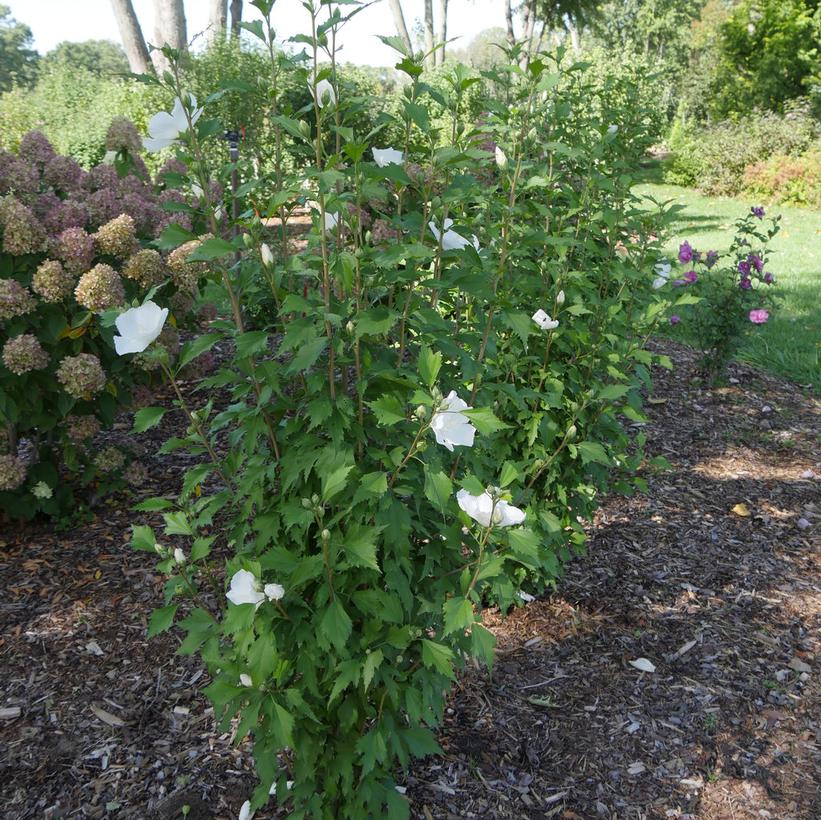 Hibiscus syriacus White Pillar®