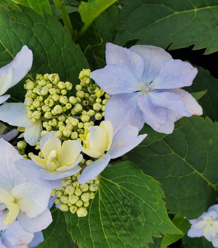 Hydrangea serrata Tuff Stuff Ah-Ha®