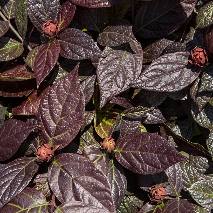 Calycanthus floridus var purpureus 'Burgundy Spice'