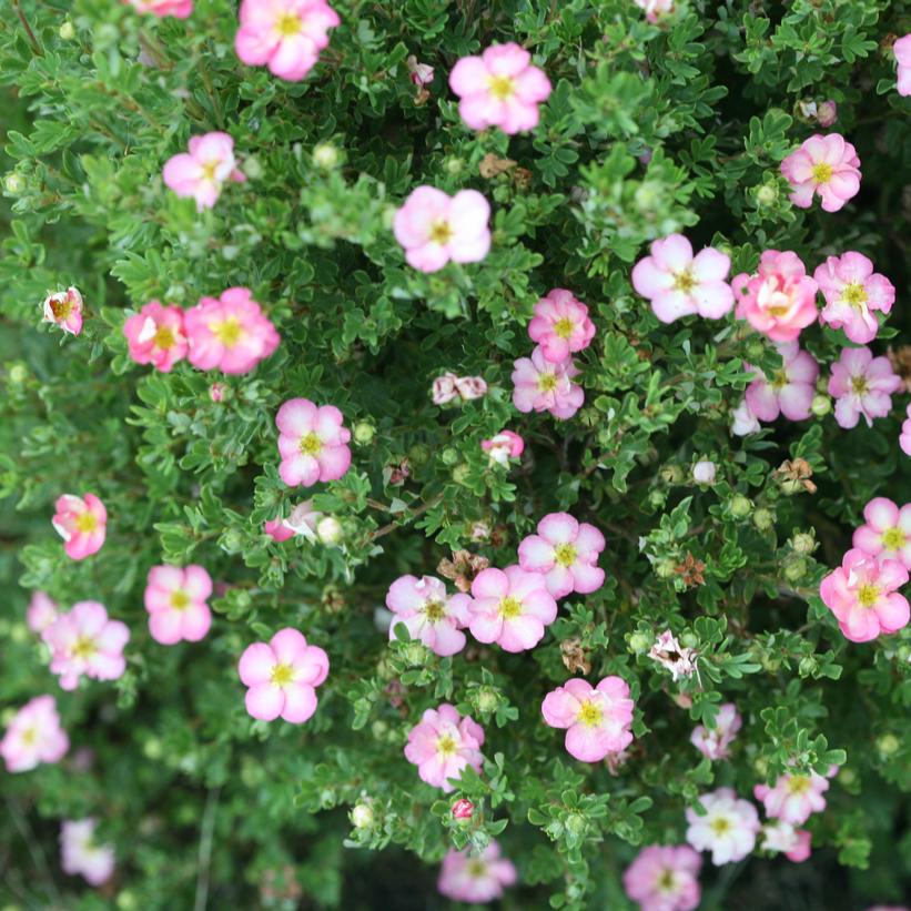 Potentilla fruticosa Happy Face Hearts®