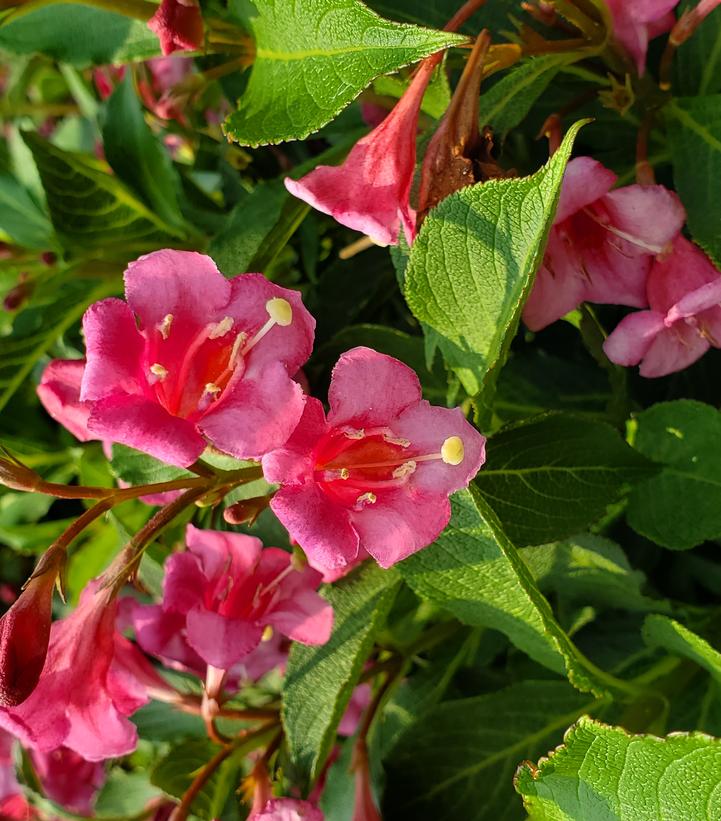 Weigela florida Snippet® Dark Pink