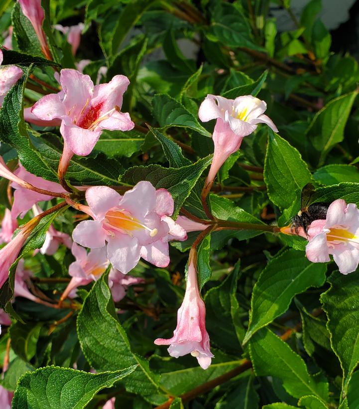 Weigela florida Sonic Bloom® Pure Pink