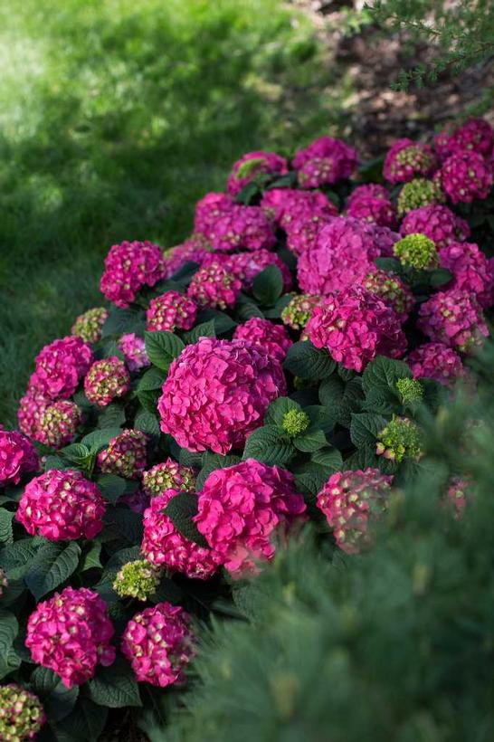 Hydrangea mac. Endless Summer® Summer Crush®