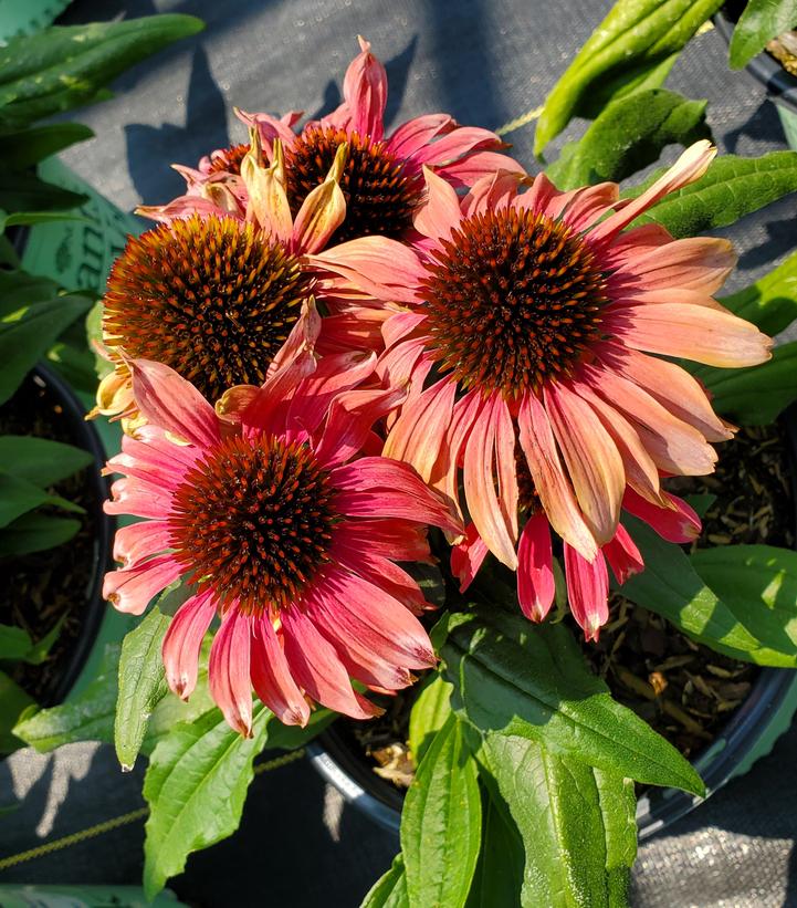 Echinacea Playful Meadow Mama™