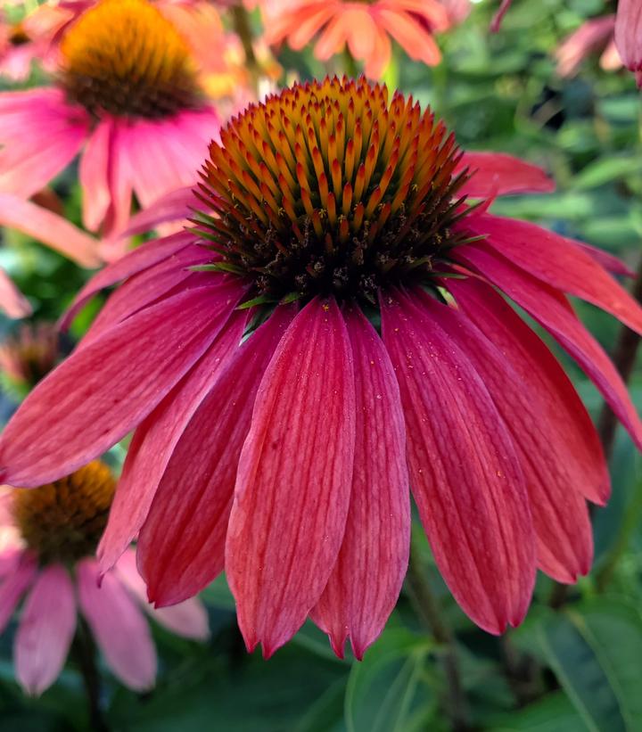 Echinacea Sweet Meadow Mama™