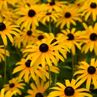 Rudbeckia fulgida deamii 