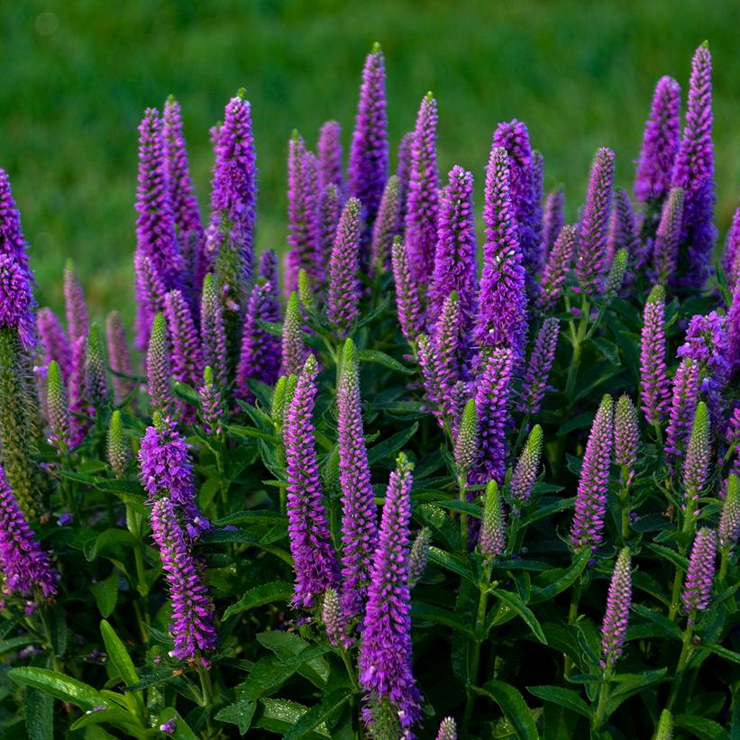 Veronica Magic Show® 'Purple Illusion' 