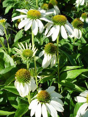 Echinacea White Swan