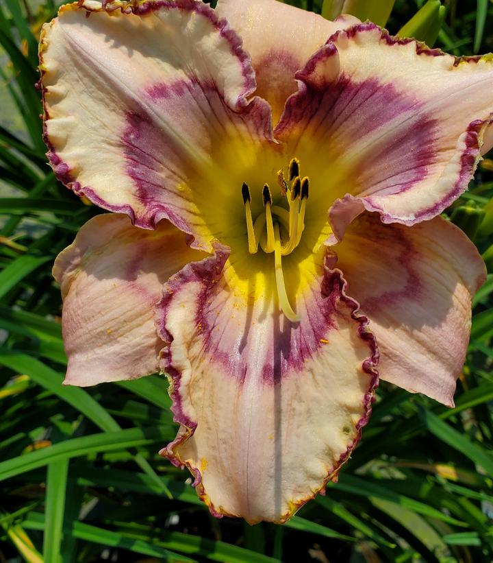 Hemerocallis 'Handwriting on the Wall'