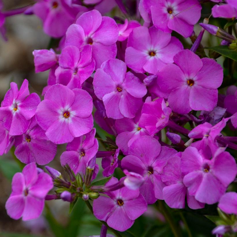 Phlox x 'Baby Doll Pink'