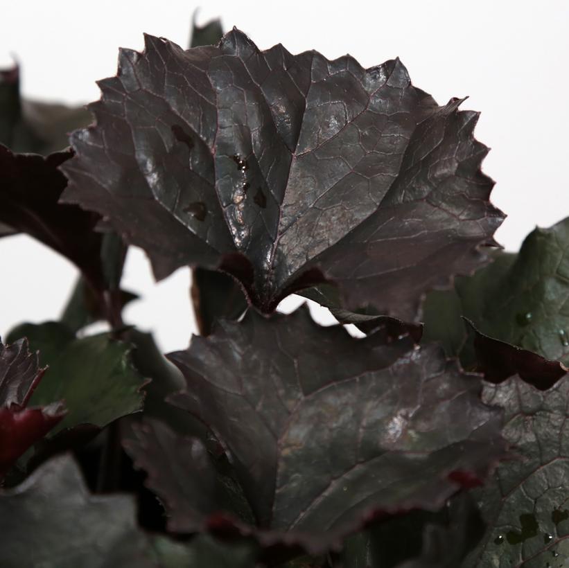 Ligularia dentata 'Pandora'