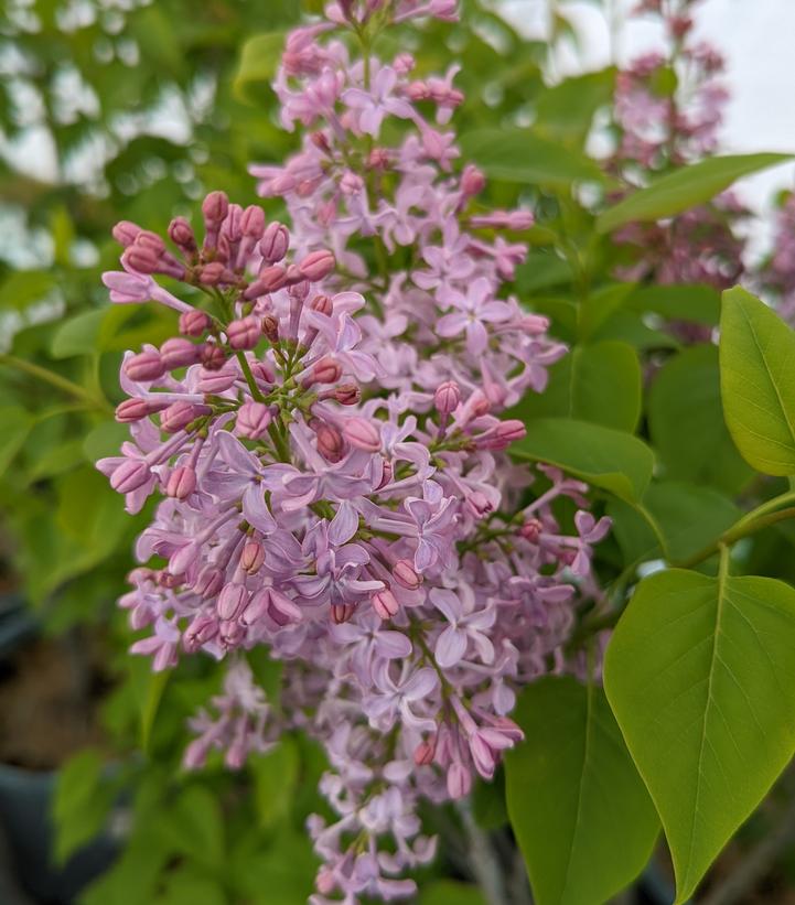 Syringa vulgaris 