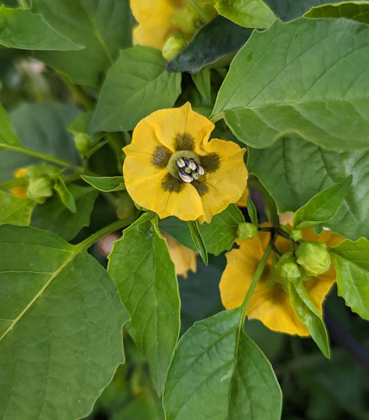 Tomatillo 'Tamayo'