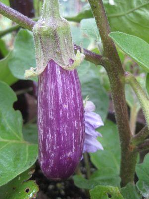 Eggplant Fairy Tale