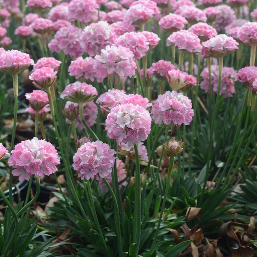 Armeria pseudarmeria Dreameria® 'Daydream'