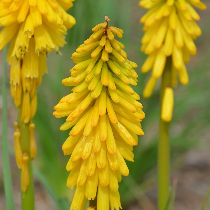 Kniphofia Pyromania™ Pyromania™ 'Solar Flare'