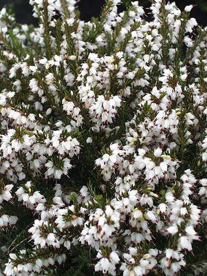 Erica carnea White