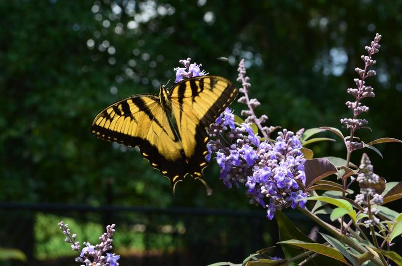 Vitex x Flip Side®