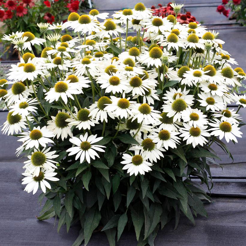 Echinacea x Kismet® White