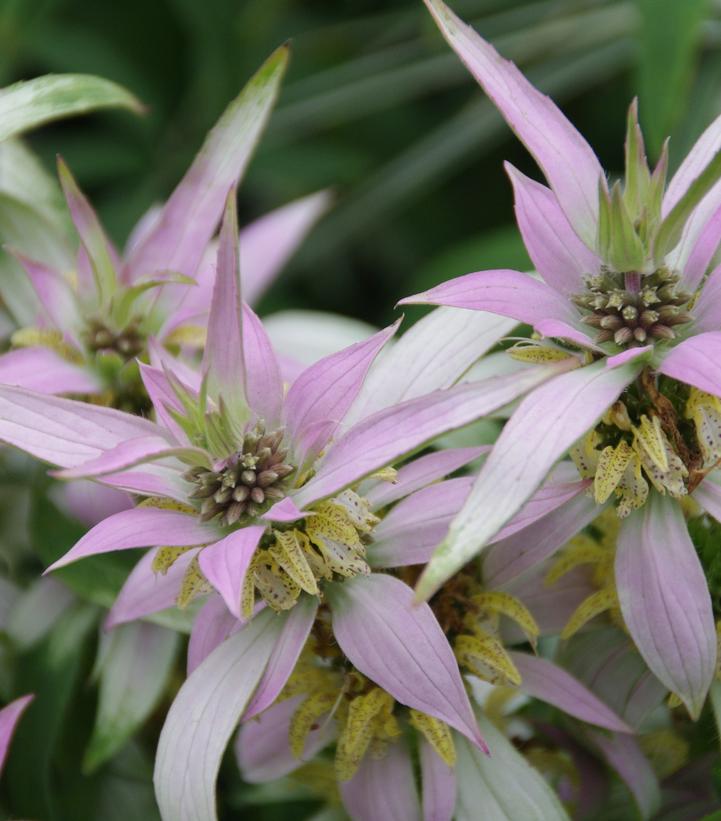 Monarda punctata 'BeeBop'