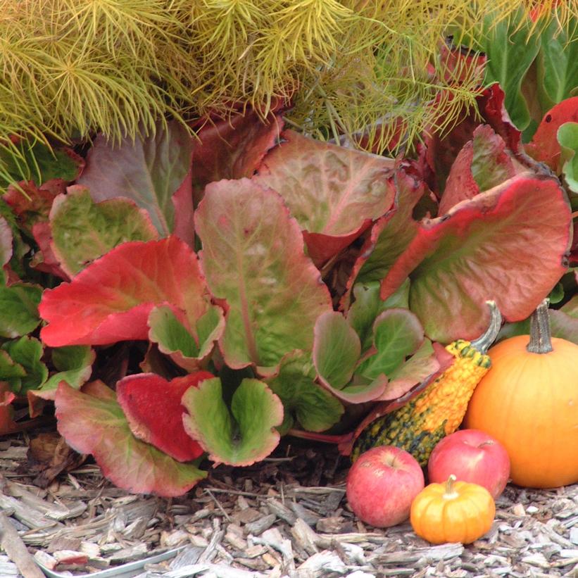 Bergenia cordifolia Winter Glow