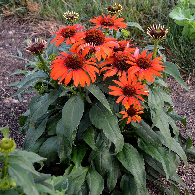 Echinacea purpurea Eye-catcher™ Atomic Orange