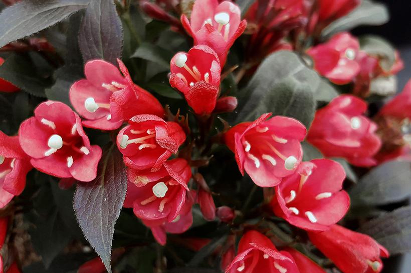 Weigela x Electric Love®