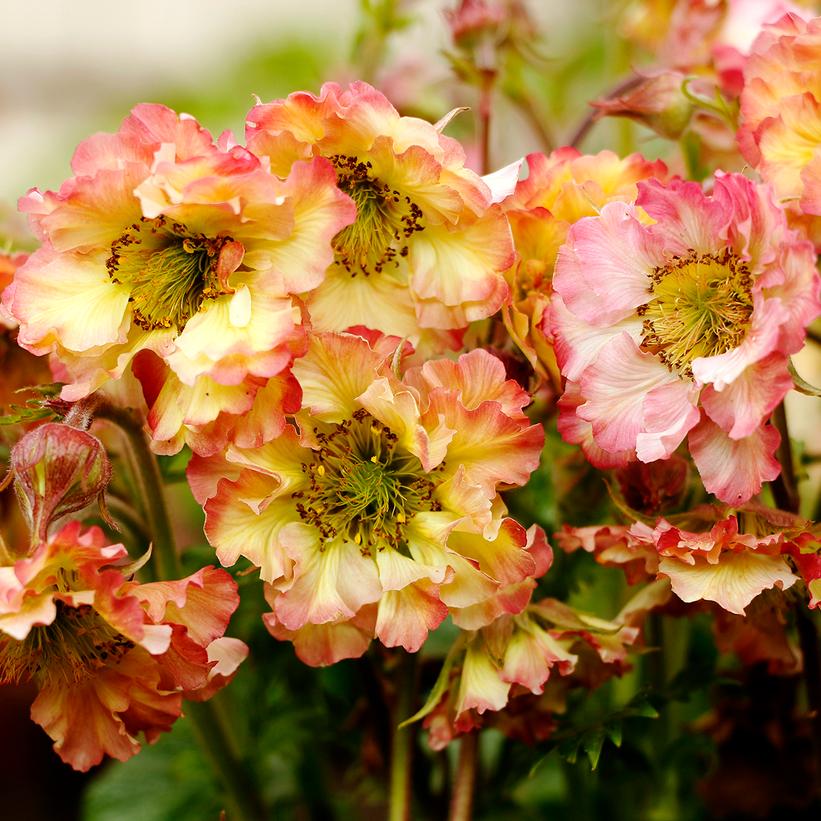 Geum Petticoats™ Peach