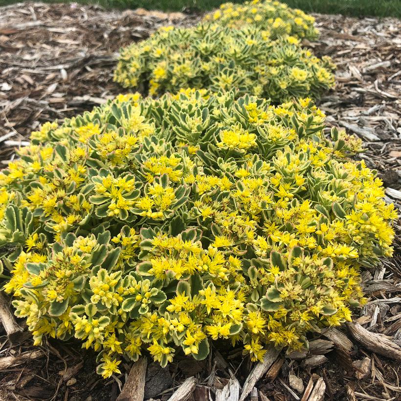 Sedum hybrid Rock 'N Grow® 'Boogie Woogie'